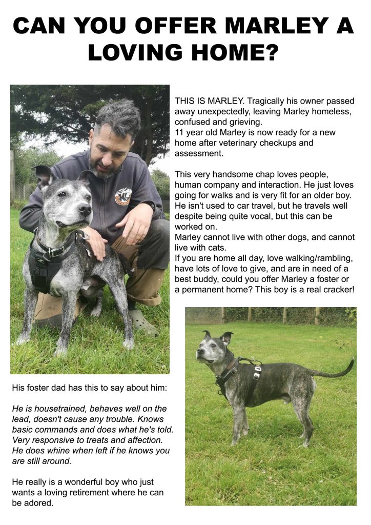 marley rehome | K9 Crusaders Dog Welfare